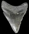 Serrated, Fossil Megalodon Tooth - Georgia #66516-1